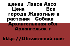 щенки  Лхаса Апсо › Цена ­ 20 000 - Все города Животные и растения » Собаки   . Архангельская обл.,Архангельск г.